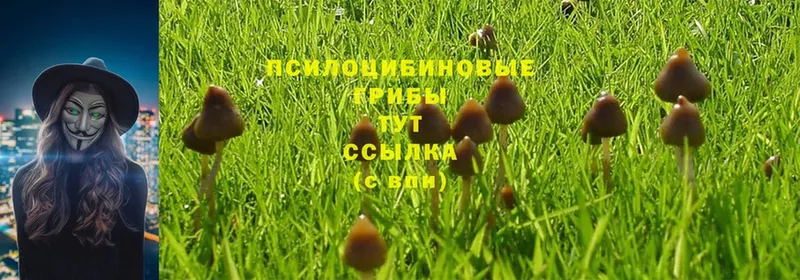 ОМГ ОМГ ТОР  Мичуринск  Галлюциногенные грибы Psilocybine cubensis 